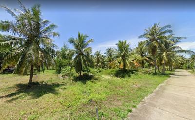For SaleLandHua Hin, Prachuap Khiri Khan, Pran Buri : Land for sale in coconut garden Near Bon Nok Beach, Bon Nok Subdistrict, Mueang District, Prachuap Khiri Khan Province