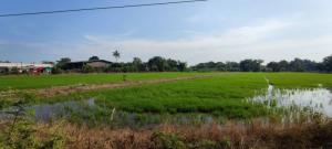 ขายที่ดินปทุมธานี รังสิต ธรรมศาสตร์ : ที่ดินแปลงงามๆติดถนนใหญ่ 4 เลน ใกล้ไฟแดง ลำลูกกา เยื้องไทวัสดุลำลูกกา