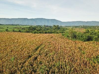 For SaleLandPak Chong KhaoYai : P Land for sale in Khao Yai, Mu Si Sub-district_, Pak Chong district_, 6 rai. Beautiful view.