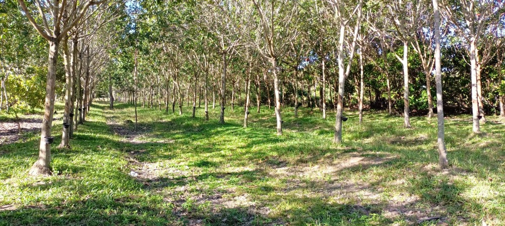 For SaleLandMukdahan : Land for sale next to concrete road Land with rubber trees suitable for speculation or making a resort