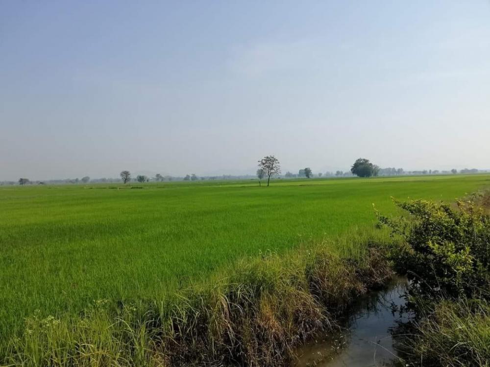 ขายที่ดินนครสวรรค์ : ที่นา นครสวรค์-พยุหะคีรี