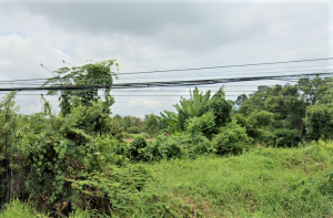ขายที่ดินนครนายก : ขาย ที่ดิน สาริกา - นารอง อ. เมือง นครนายก ติดถนนหลวง 3049