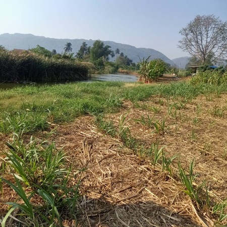 For SaleLandLop Buri : Land for sale, 8-1-24 rai, mountain view, stream, sunflower field, near Pa Sak Jolasid Dam, Phatthana Nikhom District, Lop Buri Province