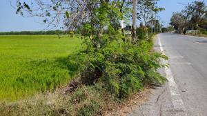 For SaleLandPathum Thani,Rangsit, Thammasat : Land for sale, 51 rai, Road 3047, LamladLadbua, Bangtoei, Sam Khok, Pathum Thani.