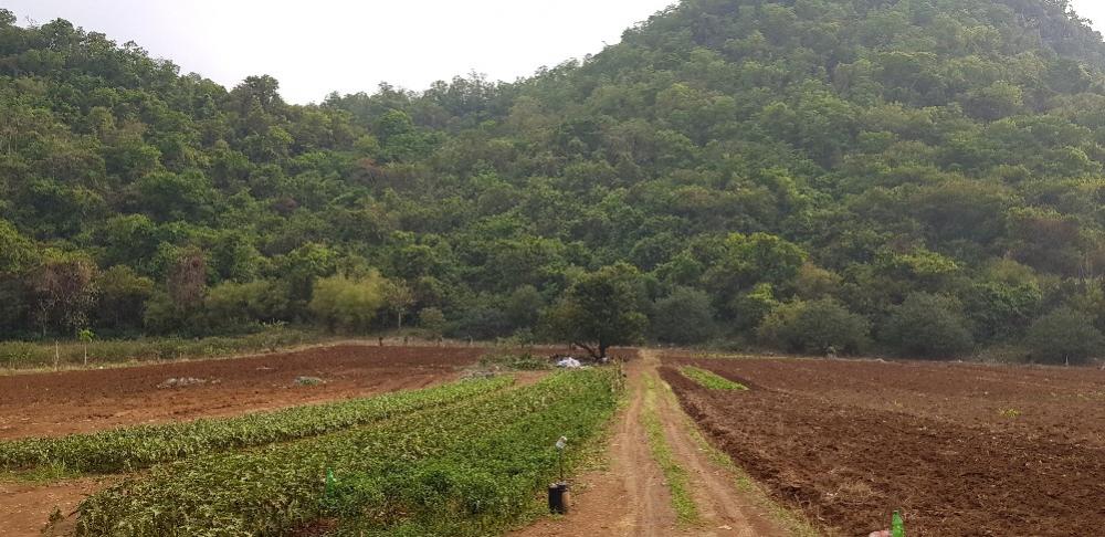 For SaleLandPak Chong KhaoYai : Beautiful land at Khaoyai 1 Rai 3 Ngan