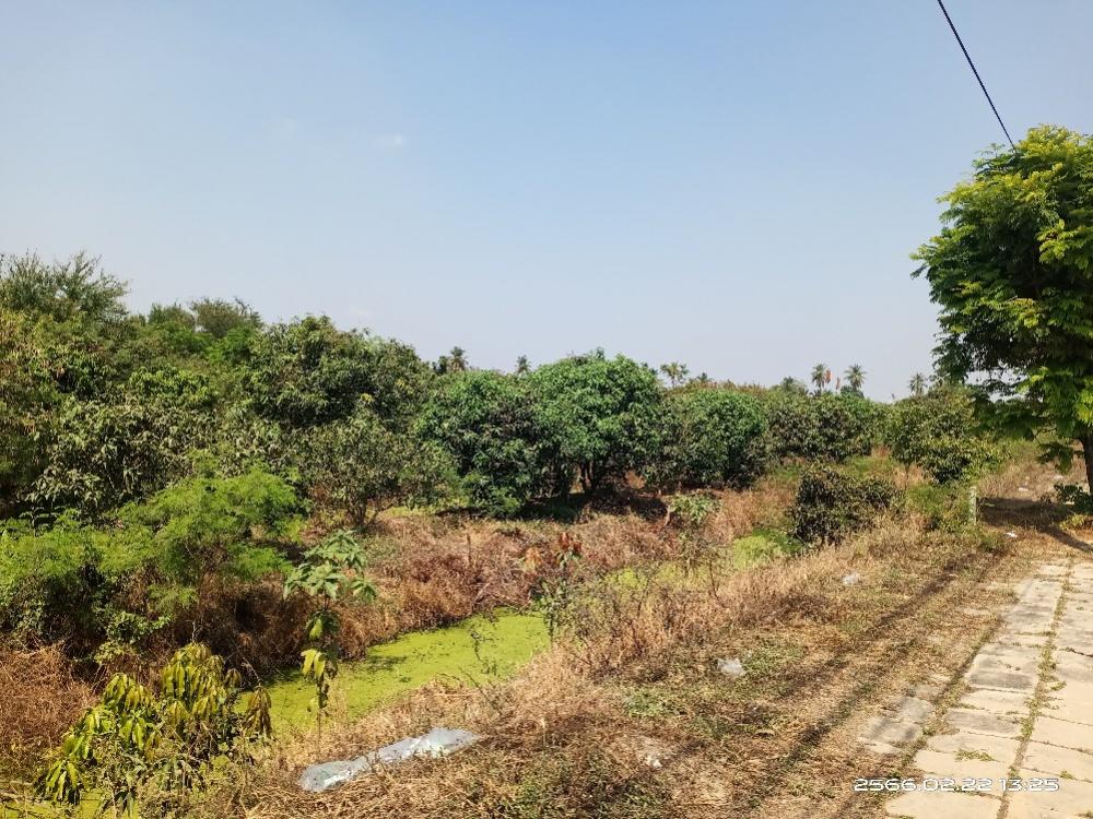 For SaleLandSuphan Buri : 💥Land for sale at Suphanburi government center area 2 with mango orchards and rosewood trees