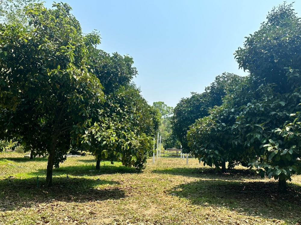 For SaleLandRayong : Land for sale with durian orchards, Chak Phong Subdistrict, Klaeng District, Rayong Province