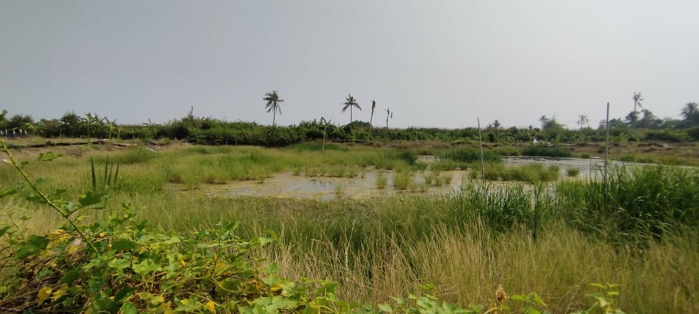 For SaleLandRathburana, Suksawat : Land for sale near Thip Nakorn Village, Suanthon Pracha Uthit 76