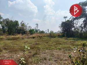 For SaleLandYasothon : Urgent sale of vacant land, area 5 rai 3 square wah, Pa Tio District, Yasothon.