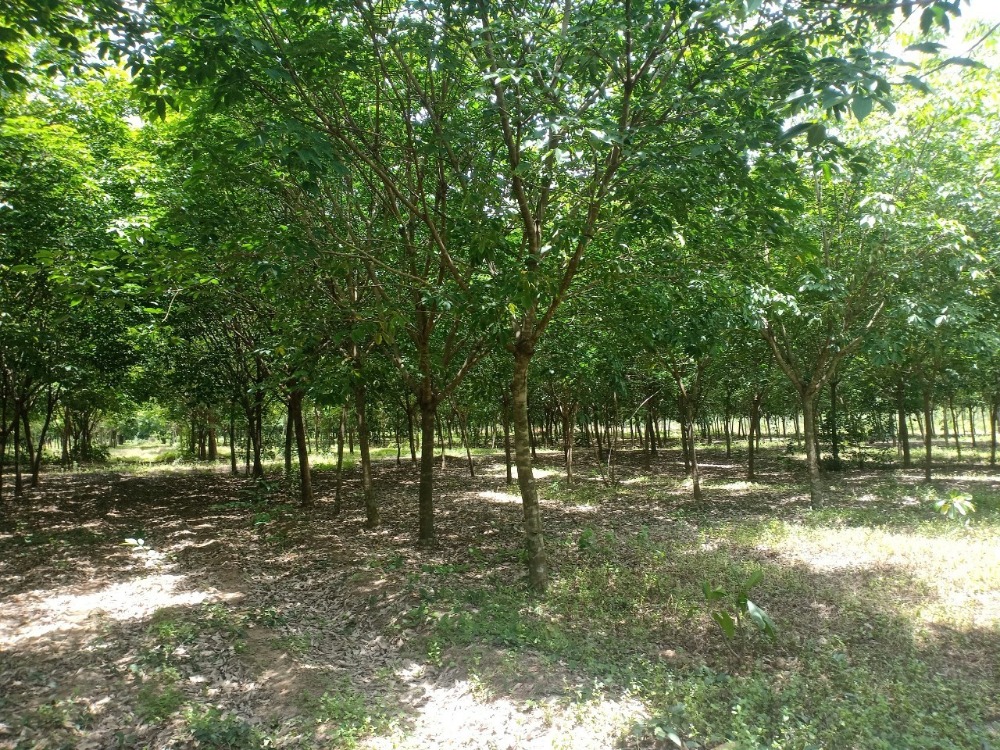 For SaleLandPrachin Buri : land for sale The price is 200 - 400 square wah (km. already)