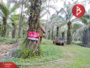 For SaleLandChumphon : Land for sale, oil palm plantation, area 10 rai 2 ngan 26 square wah, Khun Krating, Chumphon