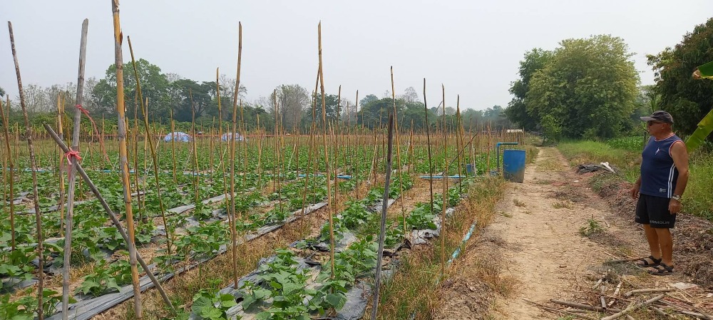 For SaleLandChiang Mai : 5 rai of vegetable gardens for sale by owner, San Pa Tong District, Chiang Mai.