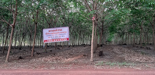 For SaleLandBueng Kan : Land for sale with rubber plantation, 41 rai++