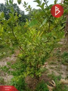 For SaleLandPrachin Buri : Garden land for sale, area 4 rai 65.0 square wah, Ban Phra, Prachinburi