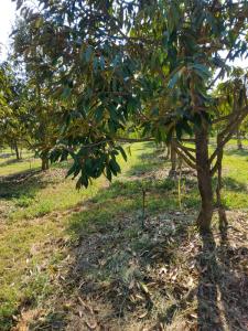 For SaleLandBuri Ram : Land for sale with fruit orchards, area 36-3-42 rai + 1 detached house, Ban Dan District, Buriram, only 13 minutes from Buriram Airport