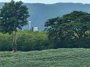 For SaleLandPak Chong KhaoYai : Khao Yai Land, Pak Chong District, Near Toscana / 25 Rai 1 Ngan 52 Square Wah (For Sale), Land Khaoyai / 40,608 Sqm (FOR SALE) CREAM429