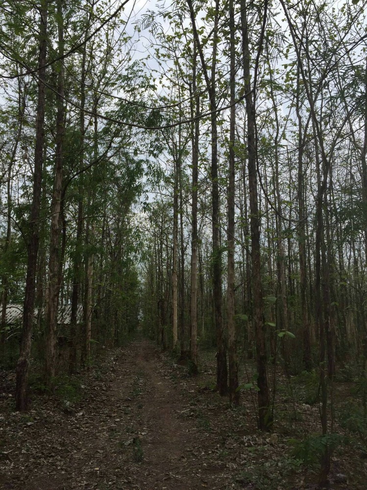 For SaleLandPhetchabun : The teak plantation has been planted for more than 25 years.