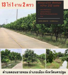 ขายที่ดินนครปฐม พุทธมณฑล ศาลายา : ขายที่ดินสวนมะม่วง หน้ากว้างติดถนน 212 เมตร อำเภอเมืองนครปฐม