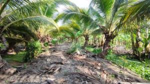 For SaleLandMahachai Samut Sakhon : ️ Land for sale with coconut, banana, lemon and other fruit plantations, 2 rai, Sai Yai Rak Road, Don Kai Dee Subdistrict, Krathum Baen District Samut Sakhon Province
