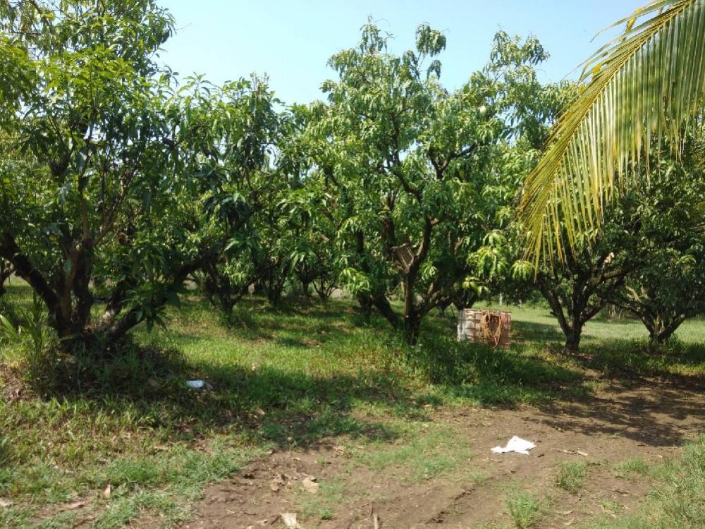 For SaleLandSa Kaeo : At the garden next to the road in front of the municipality, Wang Nam Yen District, Sa Kaeo Province