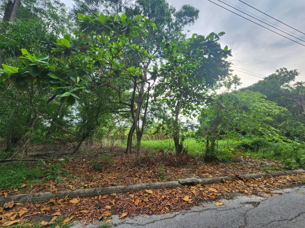 For SaleLandLadkrabang, Suwannaphum Airport : Vacant land, The Royal Golf & Country Club, yellow city plan Square plot 1 rai