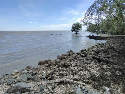 For SaleLandSamut Songkhram : Land for sale, next to the sea, Don Hoi Lod, Samut Songkhram, 5 rai 1 ngan 64 square meters, the whole plot has been filled.