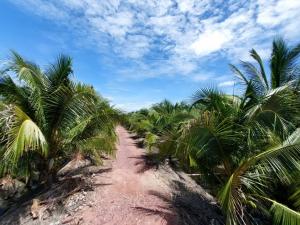 For SaleLandSamut Songkhram : Amphawa coconut plantation for sale with harvesting