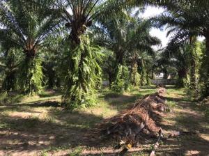 For SaleLandPhangnga : Palm garden land, good location, next to school suitable for development as a residence