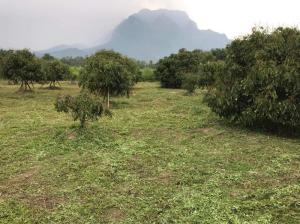 For SaleLandChiang Mai : Land for sale in Chiang Dao District, Doi Luang view, very beautiful land.