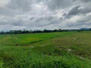 For SaleLandBueng Kan : Land for sale, Kham Somboon Beach, Bueng Khong Long, Bueng Kan Province, 15-1-52 Rai, selling at 350,000 baht per rai.