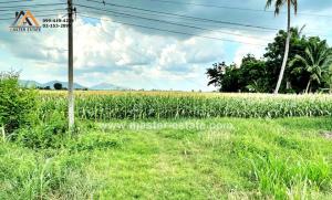 For SaleLandLop Buri : Vacant land next to Min.4046 road. Currently, it is a corn plantation, an area of 14-0-86.6 rai, a very good location, close to many tourist attractions in Lop Buri. Nikhom Sang Ton Eng Subdistrict, Lop Buri Province