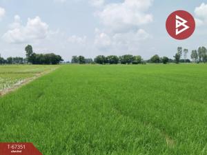 For SaleLandUttaradit : Beautiful rice field for sale, area 13 rai 3 ngan 81 square wah, Tron, Uttaradit.