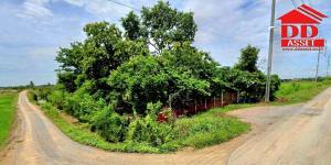For SaleLandSuphan Buri : Land for sale with supporting trees Si Prachan District, Suphanburi
