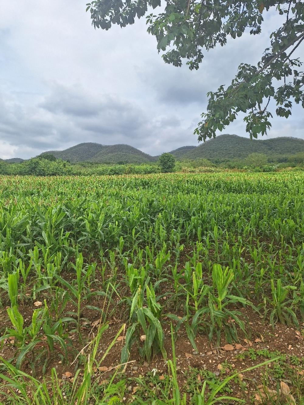 For SaleLandPak Chong KhaoYai : Land in the project Pak Chong Highland, 1 rai for sale, suitable for a resort, good atmosphere, natural, with electricity passing in front of the black road 0945169999