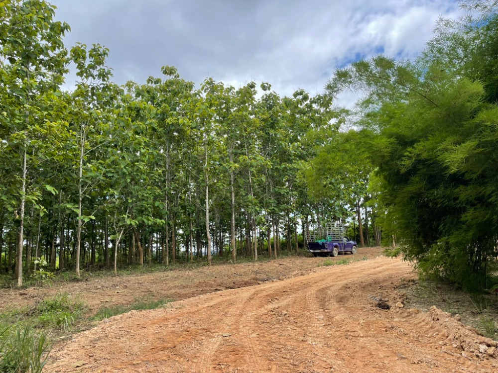For SaleLandPhayao : Beautiful land, worth investing in