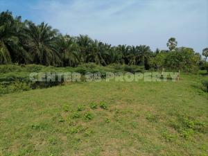 For SaleLandHatyai Songkhla : Empty land for sale in Singhanakhon, Songkhla Province.