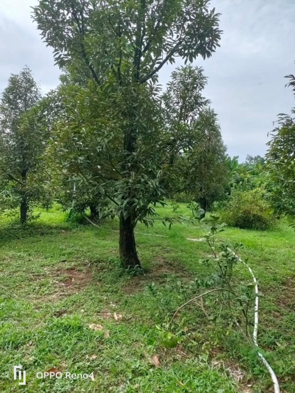 ขายที่ดินปราจีนบุรี : ขายที่ดินโฉนด พร้อมทุเรียน ประมาณ 20 ต้นหลังสวนทุเรียนน้ำเงิน ทุเรียนอร่อยของปราจีนหมู่ 2 ต. ไม้เค็ด อ.เมือง จ. ปราจีนบุรี