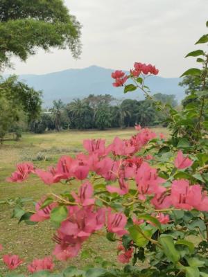 For SaleLandChiang Mai : Land for sale for building a house, Mae Rim, Chiang Mai.