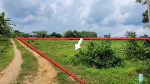 ขายที่ดินกระบี่ : ขายที่ดินแปลงสวย ใกล้บึงหนองทะเล บรรยากาศดี วิวภูเขา จ.กระบี่