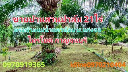 For SaleLandKanchanaburi : Land for sale, Baan Suan Palm, 21 rai 48 sq m, near the Kwai Noi River, next to Ban Kaeng Cho road, Sai Yok District, Kanchanaburi.