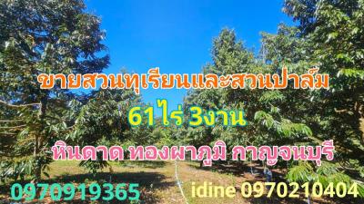 For SaleLandKanchanaburi : Land for sale, durian and palm orchard, 61 rai 3 ngan, next to Phu Thong-Thong Pha Phum Road, Kanchanaburi.