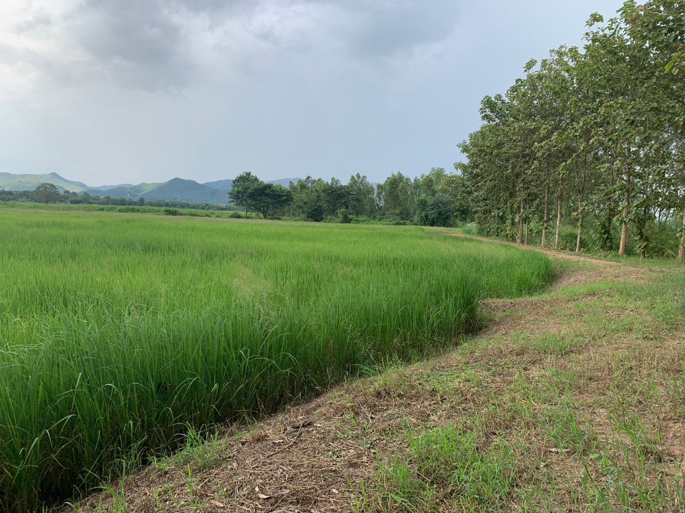 For SaleLandPhayao : Rice field for sale very cheap, 10-3-74 rai, 125,000 baht per rai, next to the canal, next to the road, convenient to travel.
