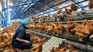For SaleFactoryPhrae : Selling a complete egg-laying chicken farm business Egg production: 105,600 eggs/day