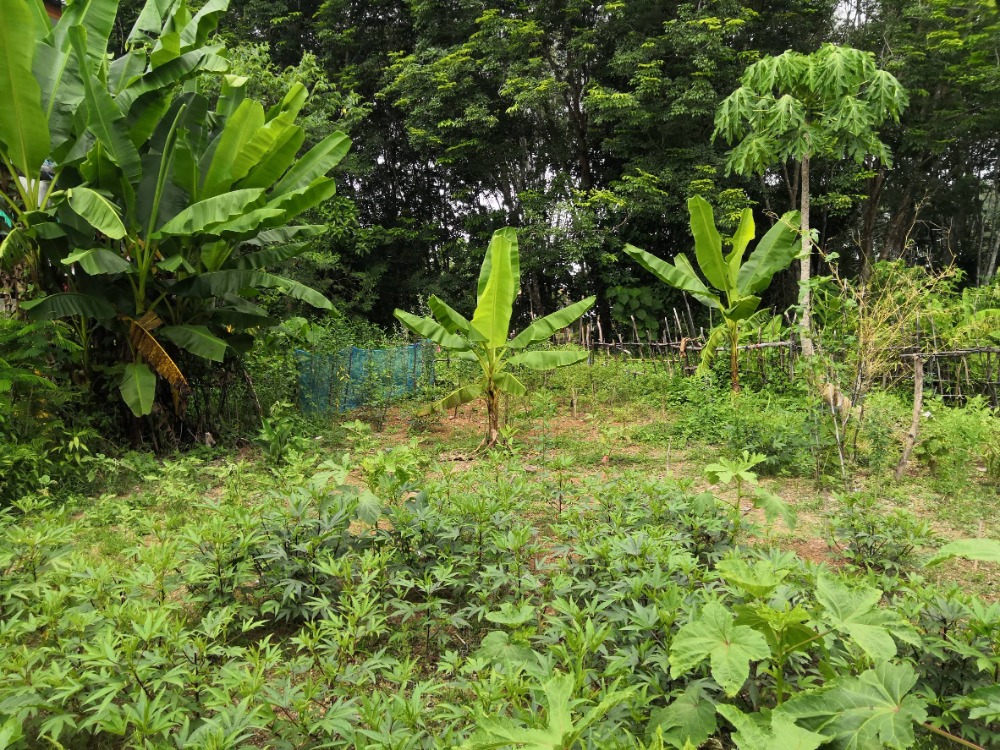 For SaleLandKoh Samui, Surat Thani : Land 1 rai 1 ngan 35.5 square wah next to Asia Road, code KoSu-0156, Surat Thani land.
