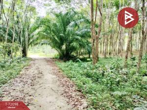 For SaleLandPhatthalung : Rubber plantation land for sale, area 4 rai 1 ngan 56.6 square wah, Kongra, Phatthalung.