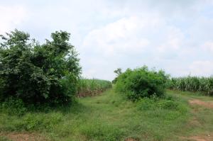 For SaleLandRatchaburi : Land for sale 55 rai 14 sq m., Nong Kwang, Photharam, Ratchaburi.