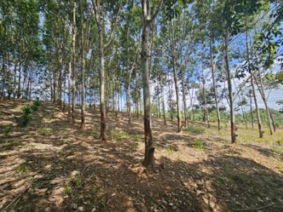 For SaleLandChanthaburi : Land for sale, rubber trees 1,200 -1,500, durian trees 5-10, selling for 35 rai.