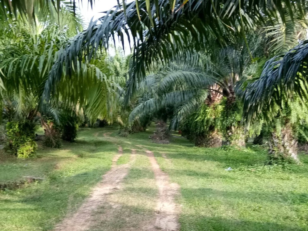 ขายที่ดินกระบี่ : ขายที่ดินแปลงสวย ใกล้ทะเล ราคาเพียงไร่ละ 1 ล้าน ในจ.กระบี่