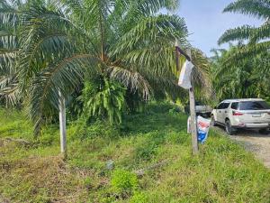 For SaleLandPhangnga : Land for sale in Lor Yung, Takua Thung District, Phang Nga Province.