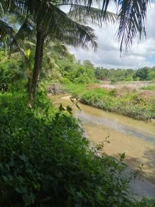 For SaleLandPhangnga : Land for sale in Khok Kloi, Takua Thung District, Phang Nga Province.